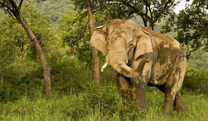 Rajaji National Park